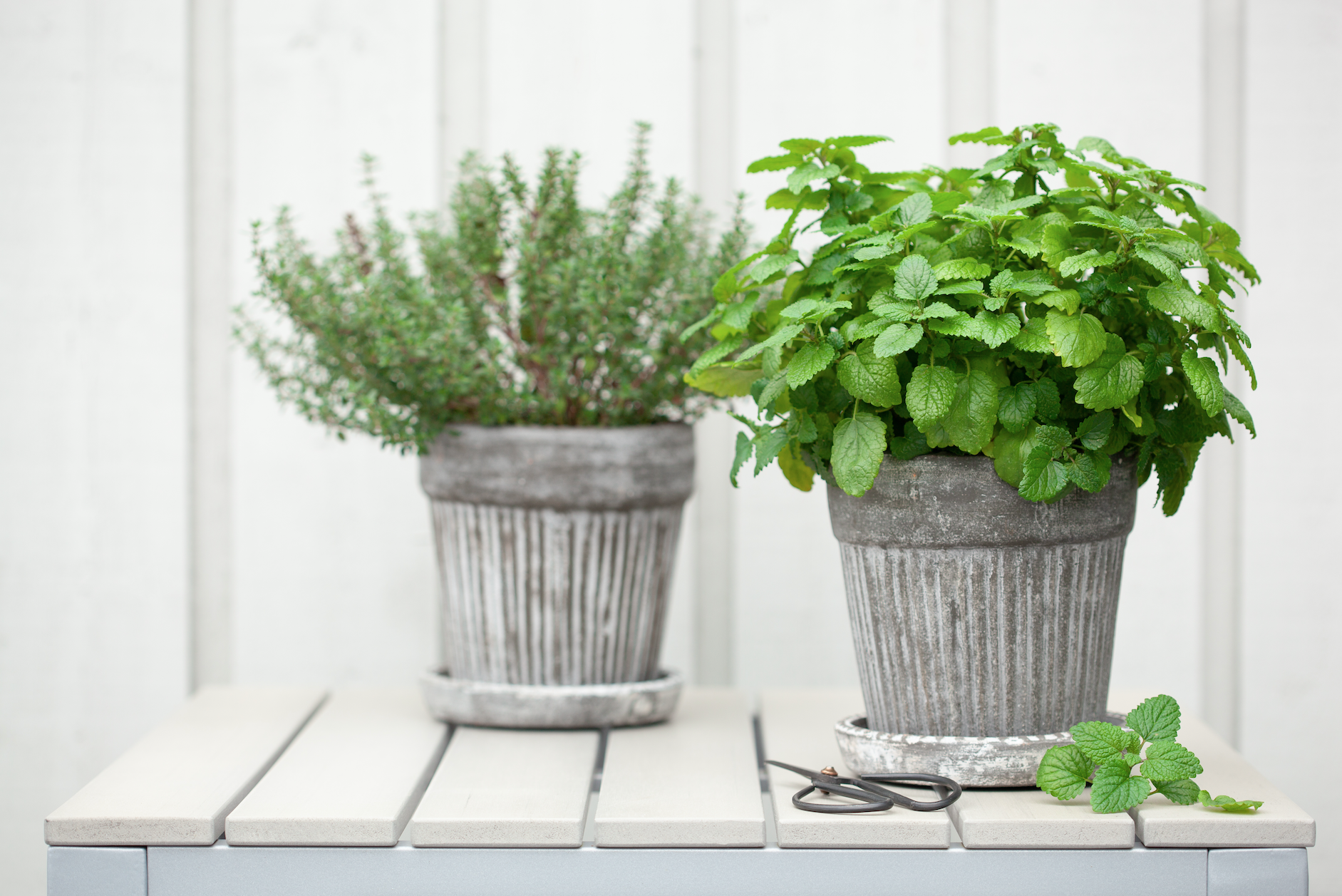 Herbs in galvanised planters